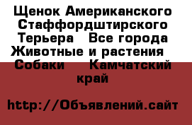 Щенок Американского Стаффордштирского Терьера - Все города Животные и растения » Собаки   . Камчатский край